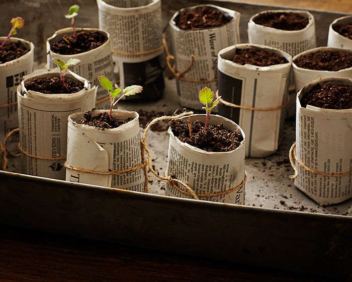 Healthy seedlings. Photograph by John Merkl, from Gardening 101: How to Sprout a Seed.